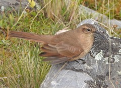 Upucerthia validirostris