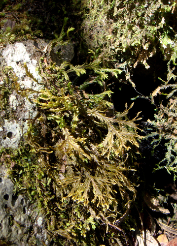 Plagiochila arbuscula
