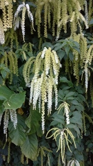 Ledenbergia seguierioides