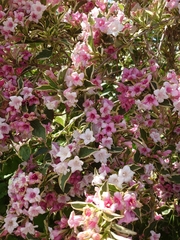 Magnoliopsida