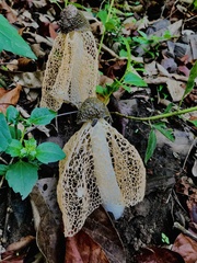 Phallus lutescens