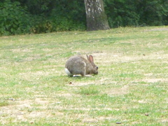 Oryctolagus cuniculus cuniculus