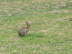 Oryctolagus cuniculus cuniculus