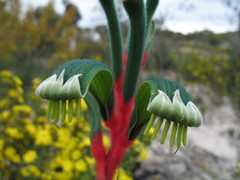 Anigozanthos manglesii manglesii