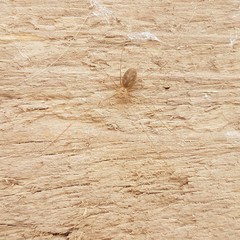 Pholcus phalangioides