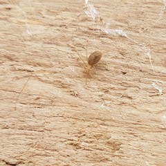 Pholcus phalangioides