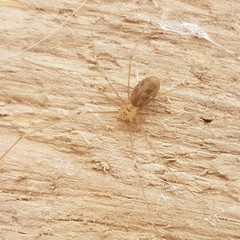 Pholcus phalangioides