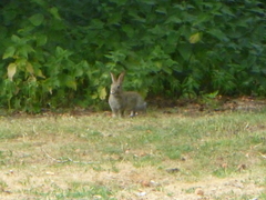 Oryctolagus cuniculus cuniculus