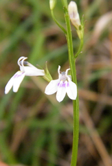 Lobelia flaccida flaccida