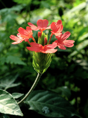 Crossandra nilotica