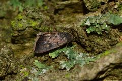 Micrathetis canifimbria