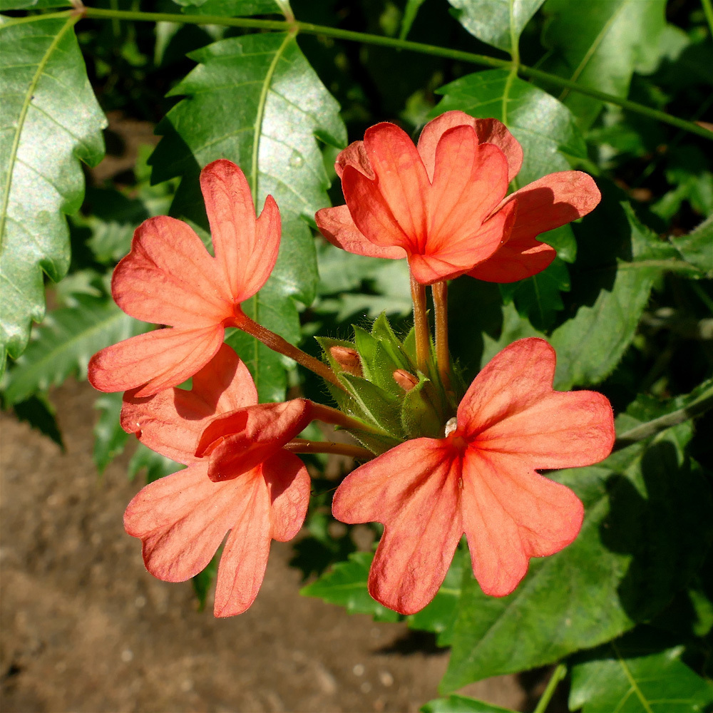 Crossandra nilotica