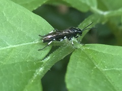 Macrophya alboannulata