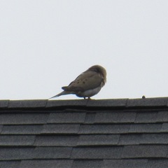 Zenaida macroura carolinensis