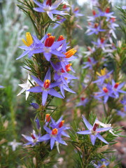 Calectasia narragara