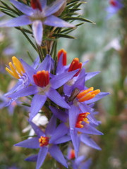Calectasia narragara