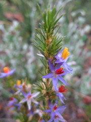 Calectasia narragara
