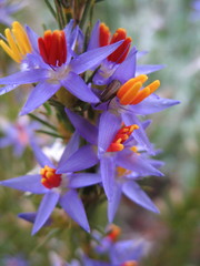 Calectasia narragara