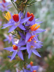 Calectasia narragara