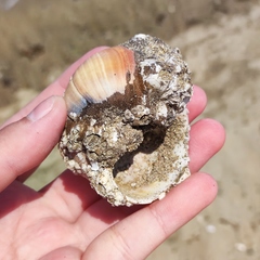 Cryptonatica janthostoma