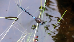 Rhionaeschna galapagoensis