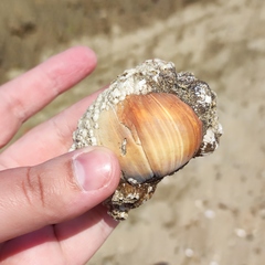 Cryptonatica janthostoma