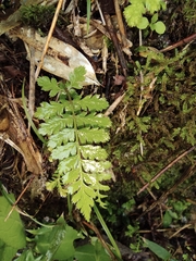 Davallia repens