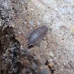Porcellio scaber