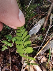 Davallia repens