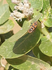 Spilostethus longulus