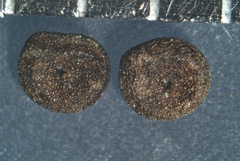 Chenopodium berlandieri bushianum