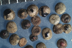 Chenopodium berlandieri bushianum