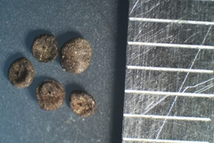 Chenopodium berlandieri bushianum