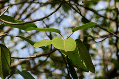 Ficus benghalensis