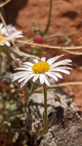 Image of Erigeron sionis by (c) Darrin Gobble, some rights reserved (CC BY)