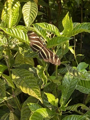 Heliconius charithonia