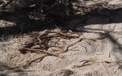 Salvadora hexalepis hexalepis