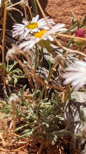 Image of Erigeron sionis by (c) Darrin Gobble, some rights reserved (CC BY)