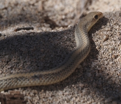 Salvadora hexalepis hexalepis