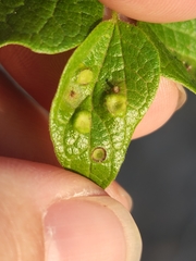 Celticecis pubescens