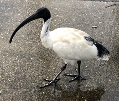 Threskiornis molucca molucca