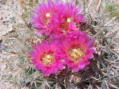 Ferocactus fordii borealis