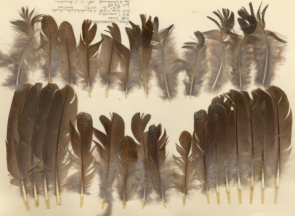 Bir loli dan Blowjob