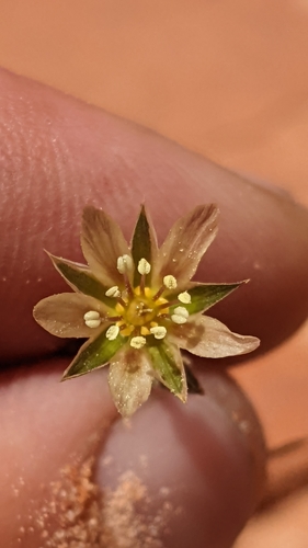 Image of Eremogone macradenia by (c) Darrin Gobble, some rights reserved (CC BY)