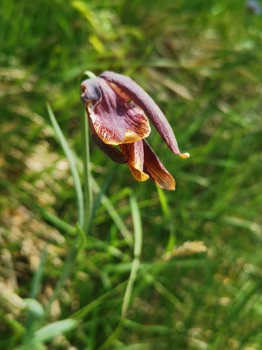 Image of Fritillaria pyrenaica by (c) Roland Godon, some rights reserved (CC BY)