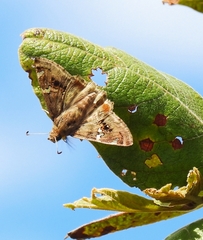Caprona pillaana