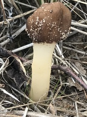 Verpa digitaliformis