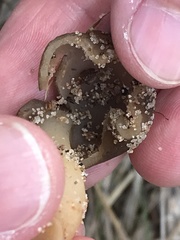 Verpa digitaliformis