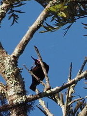 Chalcomitra fuliginosa