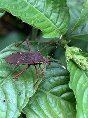 Leptoscelis quadrisignatus